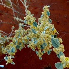 Sida fibulifera at Gibson Desert North, WA - 27 Aug 2024 by Paul4K