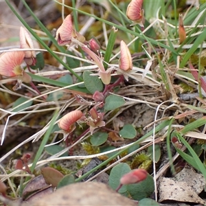 Bossiaea prostrata at Windellama, NSW - 2 Oct 2024 01:58 PM