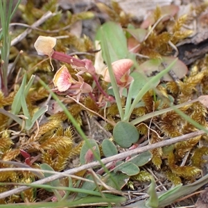 Bossiaea prostrata at Windellama, NSW - 2 Oct 2024 01:58 PM