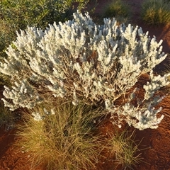 Unidentified Other Wildflower or Herb at Gibson Desert North, WA - 27 Aug 2024 by Paul4K