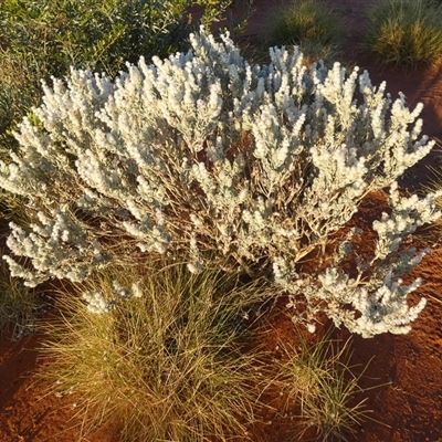 Unidentified Other Wildflower or Herb at Gibson Desert North, WA - 27 Aug 2024 by Paul4K