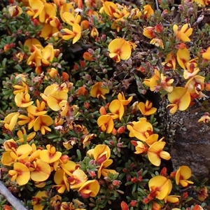 Pultenaea microphylla at Windellama, NSW - 2 Oct 2024