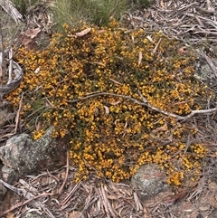 Pultenaea microphylla at Windellama, NSW - 2 Oct 2024