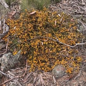 Pultenaea microphylla at Windellama, NSW - 2 Oct 2024