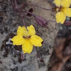 Goodenia hederacea subsp. hederacea (Ivy Goodenia, Forest Goodenia) at Windellama, NSW - 2 Oct 2024 by AnneG1