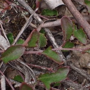 Goodenia hederacea subsp. hederacea at Windellama, NSW - 2 Oct 2024 02:14 PM