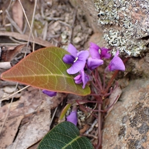 Hardenbergia violacea at Windellama, NSW - 2 Oct 2024 02:35 PM