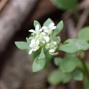 Poranthera microphylla at Windellama, NSW - 2 Oct 2024