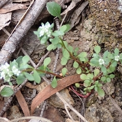 Poranthera microphylla at Windellama, NSW - 2 Oct 2024