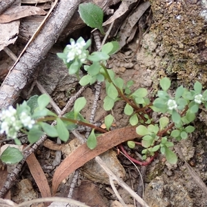 Poranthera microphylla at Windellama, NSW - 2 Oct 2024