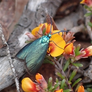 Pollanisus (genus) at Windellama, NSW - 2 Oct 2024