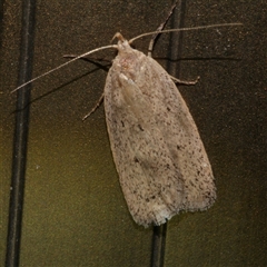 Chezala privatella (A Concealer moth) at Freshwater Creek, VIC - 4 Sep 2024 by WendyEM