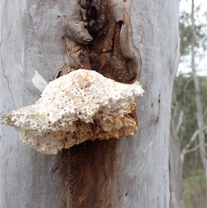 Laetiporus portentosus at Windellama, NSW - 2 Oct 2024