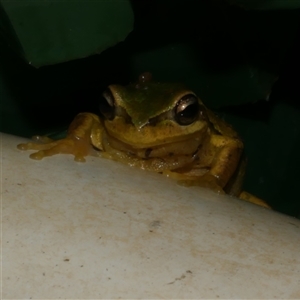 Litoria ewingii at Freshwater Creek, VIC - 5 Sep 2024