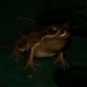 Litoria ewingii at Freshwater Creek, VIC - 5 Sep 2024