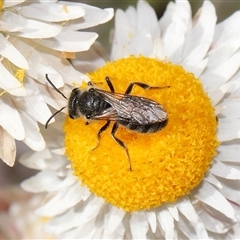 Lasioglossum (Chilalictus) lanarium at Yarralumla, ACT - 2 Oct 2024 02:49 PM