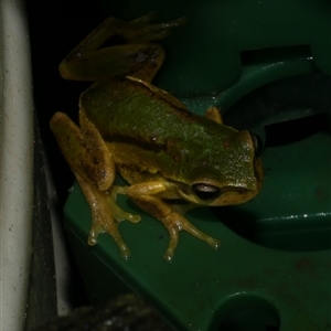 Litoria ewingii at Freshwater Creek, VIC - 5 Sep 2024 09:19 PM