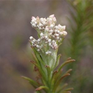 Ozothamnus diosmifolius at Windellama, NSW - 2 Oct 2024