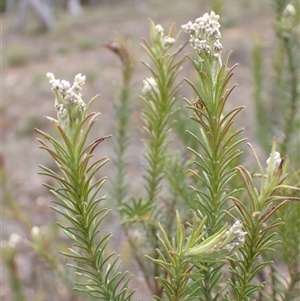 Ozothamnus diosmifolius at Windellama, NSW - 2 Oct 2024 11:39 AM