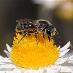 Lasioglossum (Chilalictus) lanarium (Halictid bee) at Yarralumla, ACT - 2 Oct 2024 by TimL