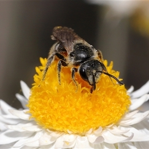 Lasioglossum (Chilalictus) lanarium at Yarralumla, ACT - 2 Oct 2024 02:51 PM