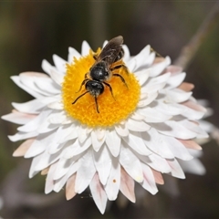 Lasioglossum (Chilalictus) lanarium at Yarralumla, ACT - 2 Oct 2024 02:51 PM