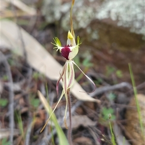 Caladenia parva at Uriarra Village, ACT - suppressed