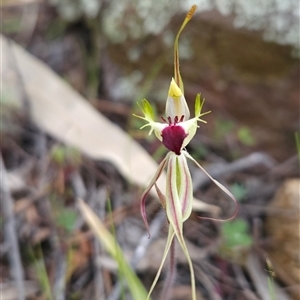 Caladenia parva at Uriarra Village, ACT - suppressed