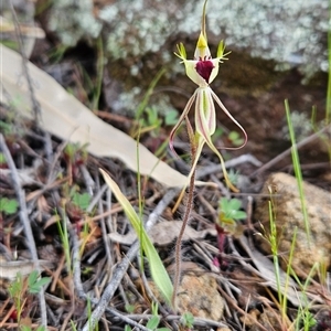 Caladenia parva at Uriarra Village, ACT - suppressed