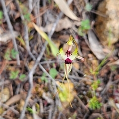 Caladenia parva at Uriarra Village, ACT - suppressed