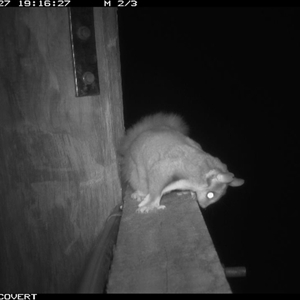 Petaurus norfolcensis at Thurgoona, NSW - 27 Sep 2024 09:31 PM