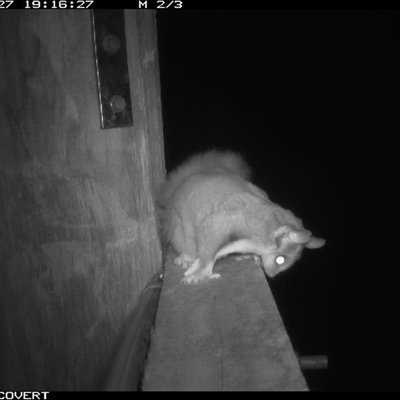 Petaurus norfolcensis (Squirrel Glider) at Thurgoona, NSW - 27 Sep 2024 by AlburyCityEnviros