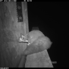 Petaurus norfolcensis at Thurgoona, NSW - 27 Sep 2024 09:31 PM