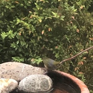 Zosterops lateralis at Dunlop, ACT - suppressed