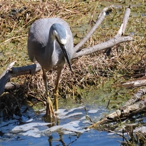 Egretta novaehollandiae at Fyshwick, ACT - 3 Oct 2024