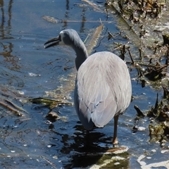 Egretta novaehollandiae at Fyshwick, ACT - 3 Oct 2024