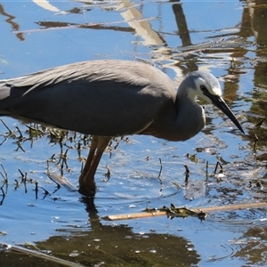 Egretta novaehollandiae at Fyshwick, ACT - 3 Oct 2024