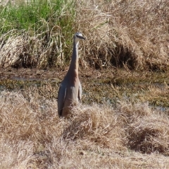 Egretta novaehollandiae at Fyshwick, ACT - 3 Oct 2024