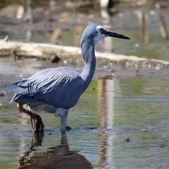 Egretta novaehollandiae at Fyshwick, ACT - 3 Oct 2024 01:19 PM