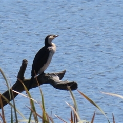 Microcarbo melanoleucos (Little Pied Cormorant) at Fyshwick, ACT - 3 Oct 2024 by RodDeb