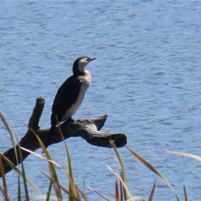 Microcarbo melanoleucos (Little Pied Cormorant) at Fyshwick, ACT - 3 Oct 2024 by RodDeb