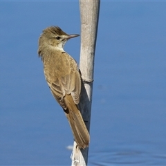 Acrocephalus australis (Australian Reed-Warbler) at Fyshwick, ACT - 3 Oct 2024 by RodDeb