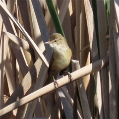 Acrocephalus australis at Fyshwick, ACT - 3 Oct 2024 02:19 PM