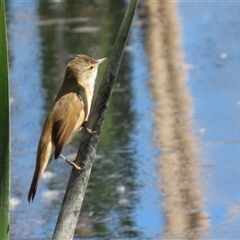 Acrocephalus australis at Fyshwick, ACT - 3 Oct 2024 02:19 PM