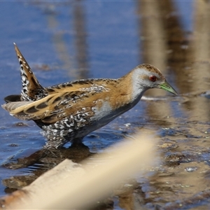 Zapornia pusilla at Fyshwick, ACT - 3 Oct 2024