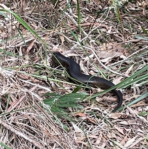 Tiliqua scincoides scincoides at Dunbogan, NSW by Nette