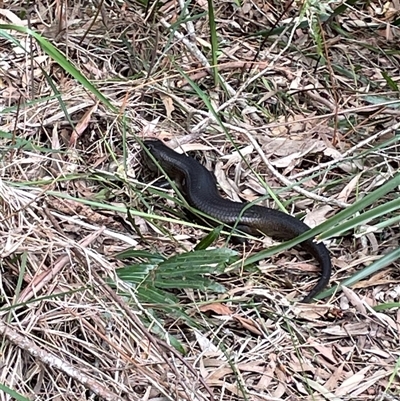 Bellatorias major (Land Mullet) at Dunbogan, NSW - 4 Oct 2024 by Nette