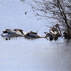 Pelecanus conspicillatus (Australian Pelican) at Fyshwick, ACT - 3 Oct 2024 by RodDeb