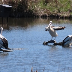 Pelecanus conspicillatus at Fyshwick, ACT - 3 Oct 2024 03:01 PM