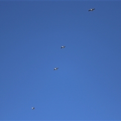 Pelecanus conspicillatus at Fyshwick, ACT - 3 Oct 2024